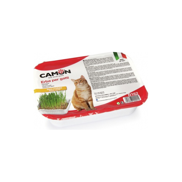 Zāle kaķiem (mieži)