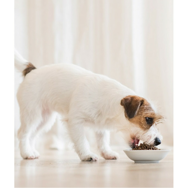 SCHESIR Dog Chicken with Potatoes in Jelly 285g - vista un kartupeļi želejā, 2 image