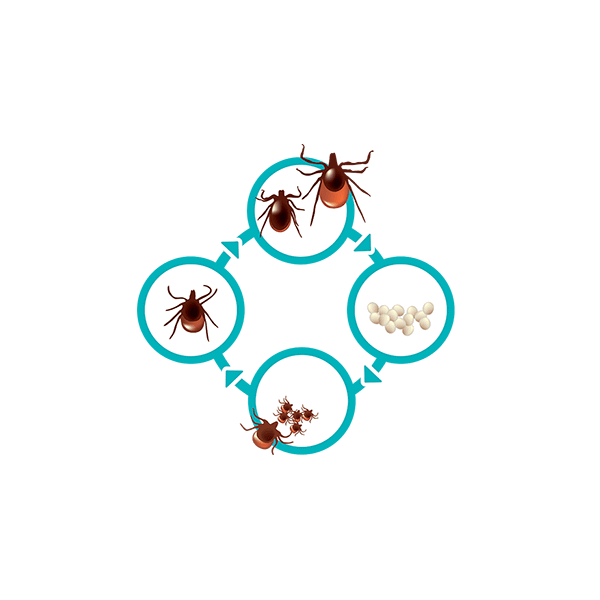 Fypryst Combo Spot-on капли от паразитов для собак 10-20 kg 134 mg 1шт, изображение 4