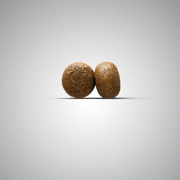 Josera Petfood Josera SP suņiem YoungStar 12.5 kg, изображение 2