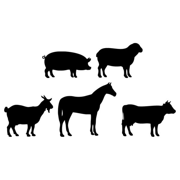 Schippers Darva dižskābarža 5 kg (Schippers) 0609986, изображение 2